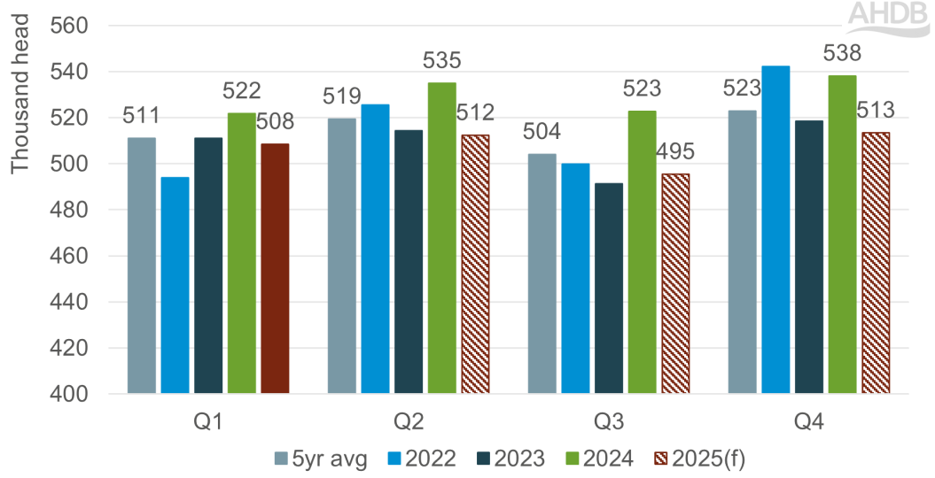 Chart showing actual and forecast UK prime cattle slaughter